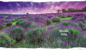 A mountain valley filled with lavender under a purple-pink sunset sky
