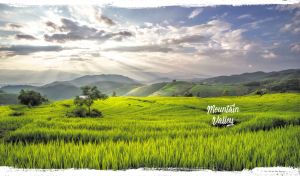 Rice fields stretch across a mountain valley bathed in the light of sunrise