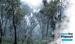 Dense misty forest with thin trunks decorated with a white cloud of smoke