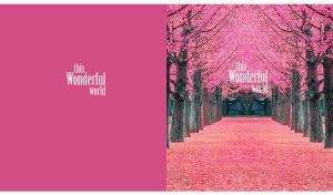 Alley of cherry trees, covered in a pink floral carpet on fuchsia