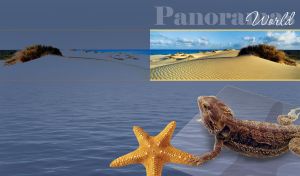 Panorama view of a beach and lizard with starfish over frame on a steel-blue background