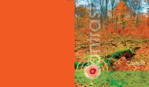 Middle of a forest with fallen mossy trees and red leaves on orange