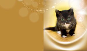 Adorable black and white kitten facing forward with light brown overlay