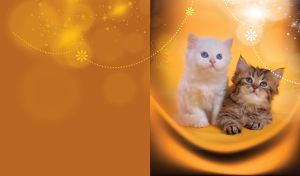 Two adorable white and tabby kittens next to each other with orange overlay