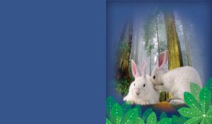 Pair of white rabbits cuddle in a foggy forest on a navy postcard