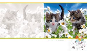 Two kittens and a bee in a daisy field on a white backdrop