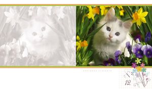 White cat in garden of daffodils and pansies on a white backdrop