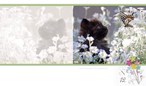 Black kitten and a butterfly in a garden of white flowers on a white backdrop