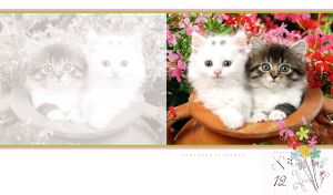 Pair of kittens in a clay jug in a garden on red flowers on a white backdrop