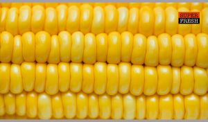 Super fresh and glossy rows of yellow corn kernels close-up view