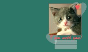 Curious gray white kitten with pink nose and a bell on his neck, on teal