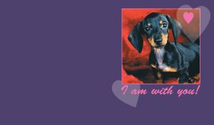 Big eyes dachshund with long hears sitting on a fluffy blanket, on a plum backdrop