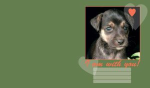 Sad mongrel puppy isolated on black, looking at camera on dark green