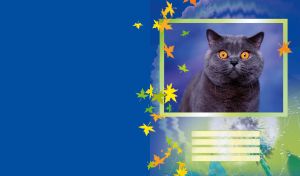 Framed british short-hair cat with orange eyes and dandelion at the bottom