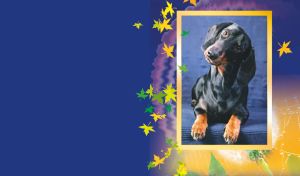 Framed black dachshund dog on a blue sofa, and dandelion at the bottom behind