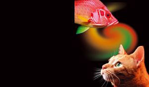 Orange cat looking up at a goldfish, in a spiral orange red green light on black