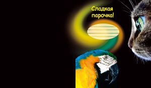 Black cat looking down at a parrot in a spiral orange green yellow light on black