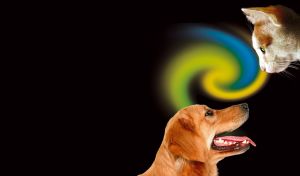 Dog and cat looking at each other in a spiral yellow blue light on black