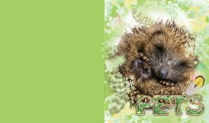 Sleepy brown baby hedgehog in white and yellow flowers