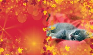 Whisker Whimsy | Kittens in Seasonal Splendor