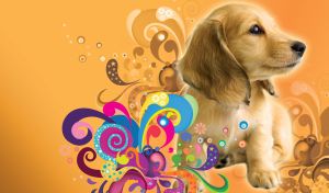 Beige golden retriever puppy on a yellow gold background with colorful floral swirls