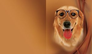 Labrador dog with glasses on an orange background