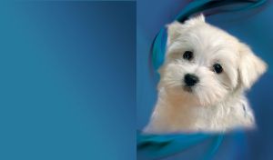 Cute white morkie dog on a blue background