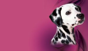 Cute dalmatian dog on a purple background