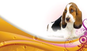 Basset hound on a yellow wave