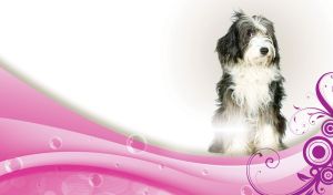 Bearded collie on a pink wave