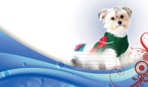 Maltese Yorkie on a blue wave