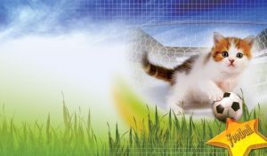 White, red and gray kitten plays with a football