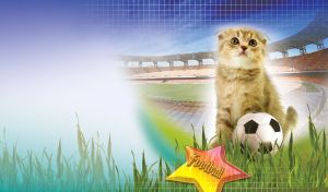 Fawn kitten plays with a football