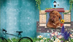 Brown Dogue de Bordeaux in the window of a country house with teal walls