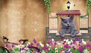 Grey Scottish straight-eared cat in the window of a light-brown country house