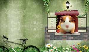 Red guinea pig in the window of a country house with light-green walls