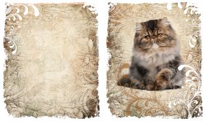 Fluffy brown-gray cat against a beige background