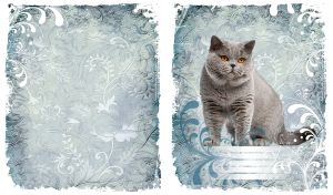 British shorthair silver cat against a steel background