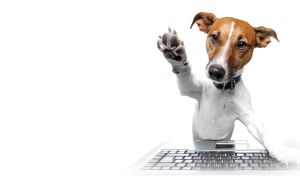 Doggie programmer with brown muzzle and black collar tapping on keyboard of laptop