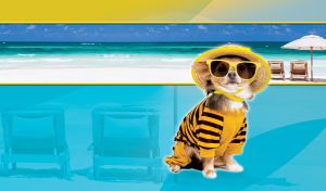 Resort Dogs | Fashionable Pups on Vibrant Beach Panoramas