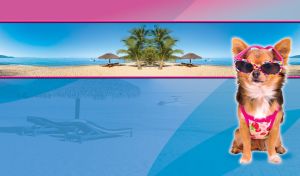 Chihuahua in a pink swimwear at a beach resort against a pink-blue background