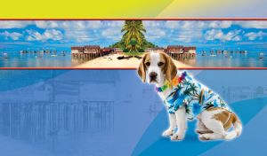 Beagle in a hawaiian shirt at a beach resort against a lime-blue background