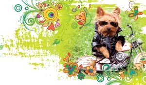 Keen Pups | Dogs Enjoying Fun Hobbies on White