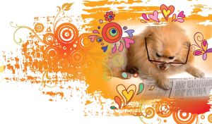 Red pomeranian dog solves crossword puzzle in an abstract orange room