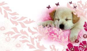 Sleeping white puppy on a white backdrop with floral vector pastel pink pattern
