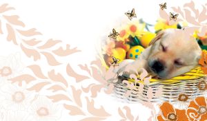 Sleeping tan puppy on a white backdrop with floral pastel orange pattern