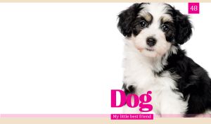 A portrait of a black and white spotted Havanese puppy on a white backdrop