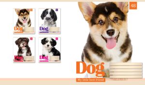 A portrait of a brown and beige Welsh Corgi puppy on a white backdrop