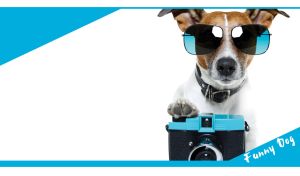 Canine Personalities | Funny Dogs in Whimsical Roles on White