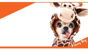 Dog-actor in a giraffe costume making funny faces on white and orange backdrop